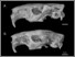 [thumbnail of Fig. 13. Capromys 742a, 77429 skulls.jpg]