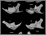 [thumbnail of Fig. 14. Capromys mandibles.jpg]