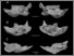 [thumbnail of Fig. 15. Capromys mandibles..jpg]
