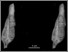 [thumbnail of Fig. 17. Capromys UF 18647 stereo IP 65mm.jpg]