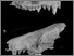 [thumbnail of Fig. 3 A,B UF 23295.tif]