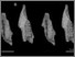 [thumbnail of Fig. 24. Geocapromys mandibles stereopairs.jpg]