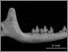 [thumbnail of Fig. 8E UF 23252.jpg]