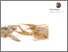 [thumbnail of Psychologist Jordan Peterson says lobsters help to explain why human hierarchies exist – do they?.pdf]