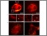 [thumbnail of Figure 2]