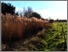 [thumbnail of ecrc_report_172_Thompson_2016_Little Ouse.pdf]