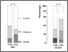 [thumbnail of Figure 2]