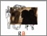 [thumbnail of Social inequality and trnamission of cultural traditions in forager societies .pdf]