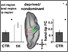 [thumbnail of Makin_representation_multiple Figure3final_3.tif]
